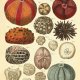 Plakat grafika koralowce  muszle muszla prezent