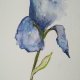 Niebieski kwiatek  -akwarela