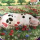 Royal Doulton 1997 - Poppy by Debbie Cook a charming ' hampshire ' with  her piglets  in the ' collection kolekcjonerski talerz porcelanowy z certy
