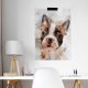 Plakat buldog francuski  70x100 cm