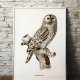 PLAKAT SOWA 30x40 cm