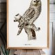 PLAKAT SOWA 30x40 cm
