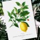Plakat obraz botaniczny cytryna  - format 40x50 cm