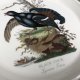 portmeirion 1978  birds of Britain duży porcelanowy półmisek  talerz