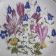 Wild Flowers ROYAL ALBERT -JO HAGUE - JAKOŚCIOWY TALERZ KOLEKCJONERSKI BRADEX LIMITOWANA EDYCJA