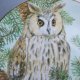 the british Owls collection -  Royal kendal - sheila mannes abbott - the long earred owl -Rzadko spotykany  kolekcjonerski talerz porcelanowy