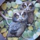 DANBURY MINT -NESTLING OWLETS - DUSKY DUO  by Robert Hersey - KOLEKCJONERSKI TALERZ PORCELANOWY