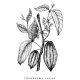 Kakaowiec - roślina