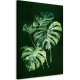 OBRAZ NA PŁÓTNIE 70x100cm MONSTERA 0382