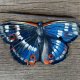 spinka do włosów - błękitny motyl
