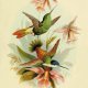 Plakat grafika ptaki kolibry prezent