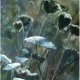 Skrytość (giclée)