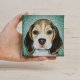 Beagle - mini portret szczeniaka