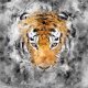 Płótno Obraz obity na blejtramie tygrys 100x100