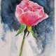 Różyczka - obraz  akwarela