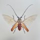 Fairy beetle