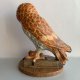 ROYAL DOULTON ANIMALS ❤ Barn Owl ❤ Bird Of Prey Collection