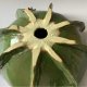 Ceramiczna umywalka "Cactus"