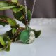 Srebrny wisiorek naszyjnik wisiorek kwiaty suszone żywica suszone prawdziwe kwiaty srebrna zawieszka zielona butelkowa zieleń