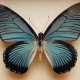 Niebieski motyl Papilio Zalmoxis w gablocie, ramie