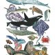 Plakat Zwierzęta Oceanu A3