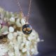 Gwiaździsta Noc Złota zawieszka złoty wisiorek naszyjnik z suszonymi kwiatami prezent dla niej żywica vintage retro kwiaty z żywicy