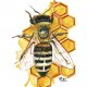 Pszczoła Plakat A4