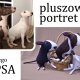 maskotka na zamówienie. Pluszowy portret psa lub kota. Owczarek niemiecki, mops, buldog francuski ect.