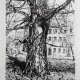 Drzewo, grafika czarno-biała, Agnieszka Paluch 1994 r.