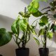Tyczki / podpórki do roślin 60 i 30cm czarne