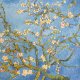 Obraz na płótnie - Vincent van Gogh Kwitnący Migdałowiec, reprodukcja