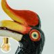 Bird Buceros rhinoceros named Arthur
