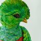 Bird Quetzal named Patrisius