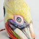 Bird Pelecanus occidentalis named Benedict