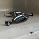 Kolczyki White & Black - Fish with Black Tail