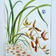 Beżowa orchidea. japońskie malarstwo sumi-e. Original Akwarela A4