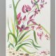 Dzika różowa orchidea. japońskie malarstwo sumi-e. Original Akwarela A4