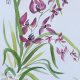 Dzika różowa orchidea. japońskie malarstwo sumi-e. Original Akwarela A4