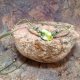 Aquatic Plant perła słodkowodna i lapis lazuli naszyjnik pleciony makramowy