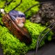 Wisiorek z orzecha i sodalitu – organiczna przestrzeń w drewnie, – biżuteria z duszą ziemi, pirografia, handmade, prezent Dzień Matki Unique Jewelry D