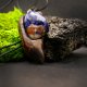 Wisiorek z orzecha i sodalitu – organiczna przestrzeń w drewnie, – biżuteria z duszą ziemi, pirografia, handmade, prezent Dzień Matki Unique Jewelry D