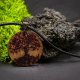 DREWNIANY WISIOREK - RĘCZNIE WYPALANY NASZYJNIK Z DREWNA, ZAWIESZKA, MOTYW NATURY - DRZEWO ŻYCIA, dla Niej, dla Niego