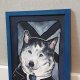 Pies Husky A4