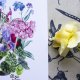 Plakat Kot w Pelargoniach
