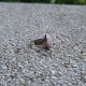 Kamień księżycowy - pierścionek regulowany