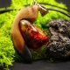 Wisiorek "Bursztyn bałtycki" –żywioł ognia i bursztynowego światła,orzech, pirografia, prezent; Amber and Wood Pendant, biżuteria