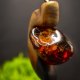 Wisiorek "Bursztyn bałtycki" –żywioł ognia i bursztynowego światła,orzech, pirografia, prezent; Amber and Wood Pendant, biżuteria