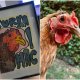 Grafika KURA kurka mać 25x20 A5