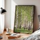 ZESTAW PLAKATÓW 50x70 cm, Natura, brzozy, chabry, trawy  (set216)