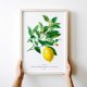 Plakat Cytryna vintage - format 40x50 cm - rycina - ilustracja - lato